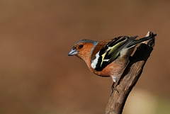 David Plant Photography - Wildlife Photographer - Chaffinch male - C